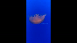 Jellyfish Swimming
