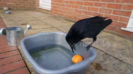 Cute crow playing with ball