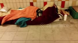 Cute Homeless Dog Resting