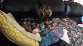 Nibbles tucks his beak