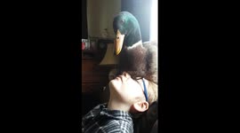 Pet duck bonds with young owner