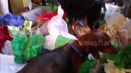 Dogs Enjoying Christmas (The most festive dogs)