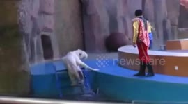 白虎被鞭打落水 同伴上前安慰又挨打