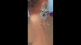 My dog helps to me to open a refrigerator door