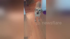 Newsflare Edit - My dog helps to me to open a refrigerator door