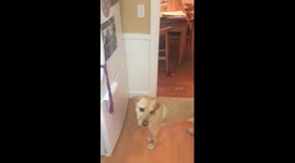 My dog turns off the lights when I leave a room