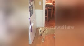 Newsflare Edit - My dog turns off the lights when I leave a room