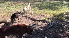 Dogs team up to kill giant king cobra