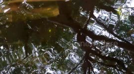 Backyard Yabby Farm