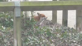 Fox in Supermarket car park scavenge food
