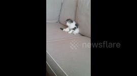Kitten vs Tail