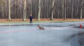 Firemen rescue deer from frozen pond as ice begins to crack