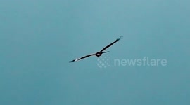 Red Kite flying on the hunt in Watford - Bird of Prey