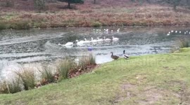 Swans work together to break through frozen lake
