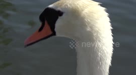 Baby Swan Cignets with Mother - Summer