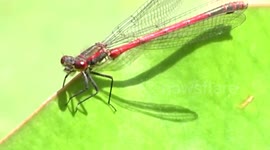 Damselfly Flight Mating Closeup Azure + Red closeup