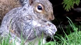 Grey Squirrels chase and nibble