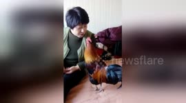 Obedient cockerel 'cockadoodledoos' on command