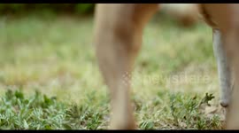Cute Pitbull Sniffs- In 4k