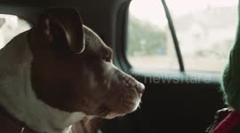 Pitbull Being Extremely cute in sow motion