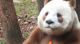Meet the only living panda with brown and white fur