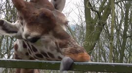 Giraffe shows off giant tongue