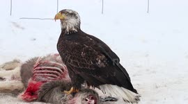 Bald eagle feeds from deer carcass in Yellowstone National Park