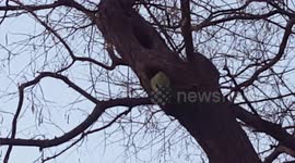 GREEN PARROT LOOKING ON A NEST