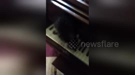 This baby raccoon can play the piano