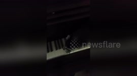 Newsflare Edit - Raccoon plays piano.