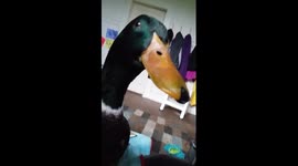 He's such a sweet BeakFace