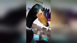 Newsflare Edit - He's such a sweet BeakFace