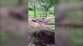 Giant python caught after eating two goats
