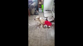 Guilty guilty guilty boy! (Dog)