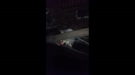 Cute brushtail possum stealing my compost