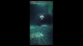 Manatee Gymnast!