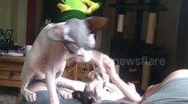 Sphynx kittens play fighting