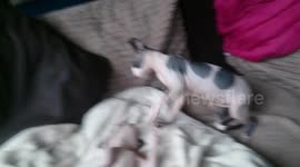 Sphynx kittens sparring pt 2