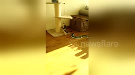 Newsflare Edit - Scott The Main Coon Kitten