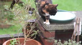 Refined cat drinks delicately with its paw