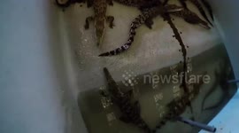 Young crocodile tries to attack GoPro