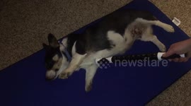 Corgi can hold yoga pose