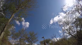Amazing footage of a Giraffe walking over my GoPro camera.