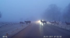 Playful deer herd stops traffic on third day of freezing fog in London