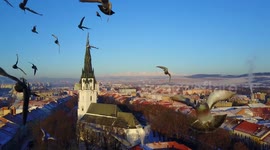 Pigeon crashes into drone mid-flight, knocking it out of the sky