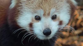 Red panda eats an apple a day 'to keep the doctor away'