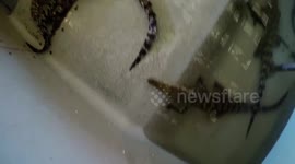 Newsflare Edit - Young crocodile tries to attack GoPro