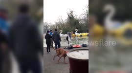 Woman saves dog from freezing pond
