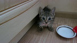 Newsflare Edit - Kitten vs fish tail