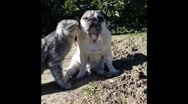 Pugandcat : wild beasties